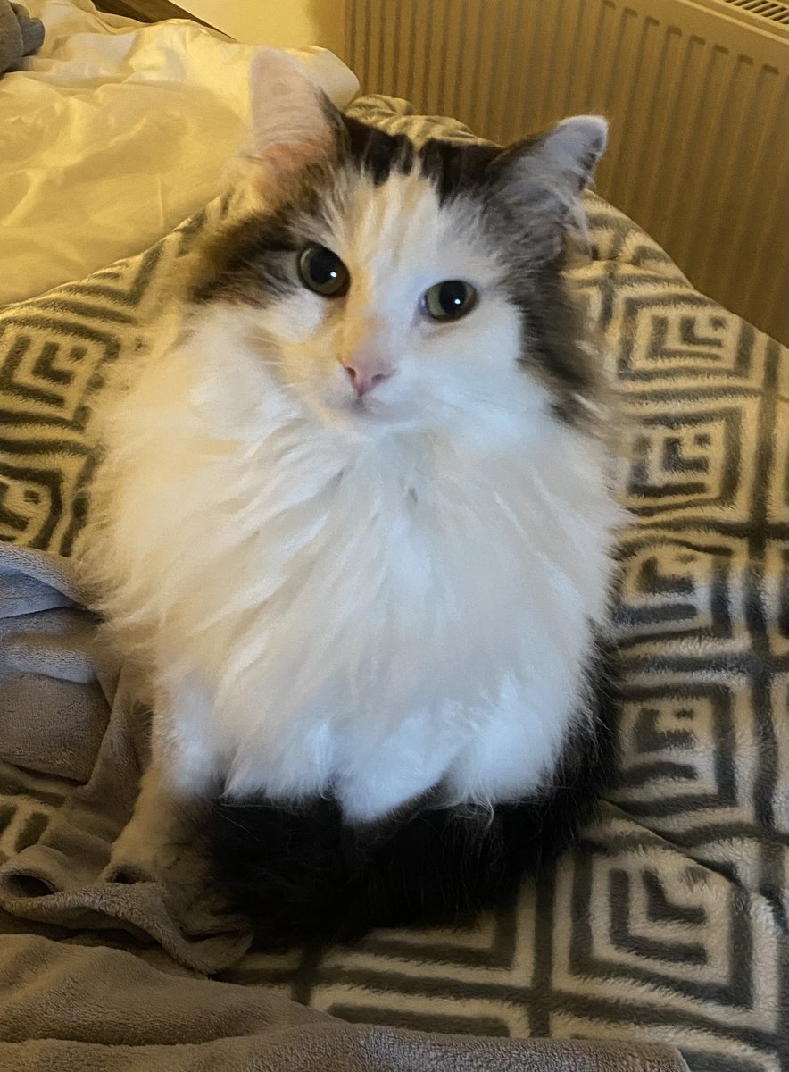 bao_bao_bun's tweet photo. Boiler fitting day!! Al the bang bang bangings - Cassie doesnโt like ๐
Itโs ok - we get a whole day of #bigbedtime #SilverLining #CatsOfTwitter https://t.co/llkrty1KRr