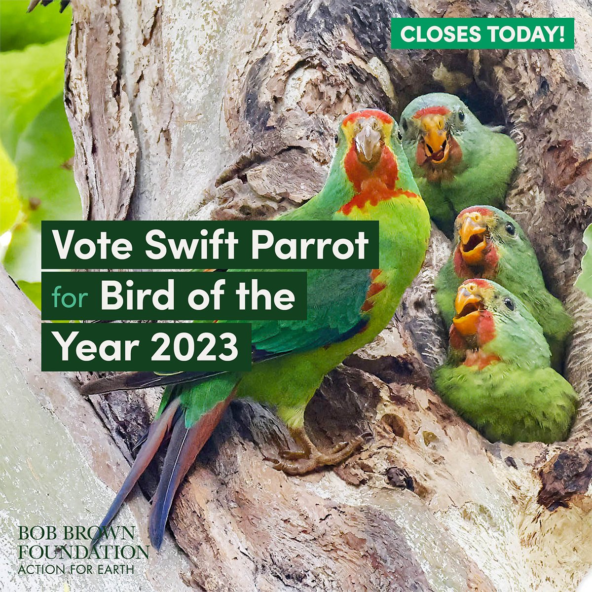 Vote in the final hours to make the critically endangered Swift parrot Australia's #BirdoftheYear 
Fantastic photo of mother parrot with her babies last year in a forest threatened by logging. Captured by tree sitting photographer Rob Blakers.
VOTE HERE theguardian.com/environment/ng…