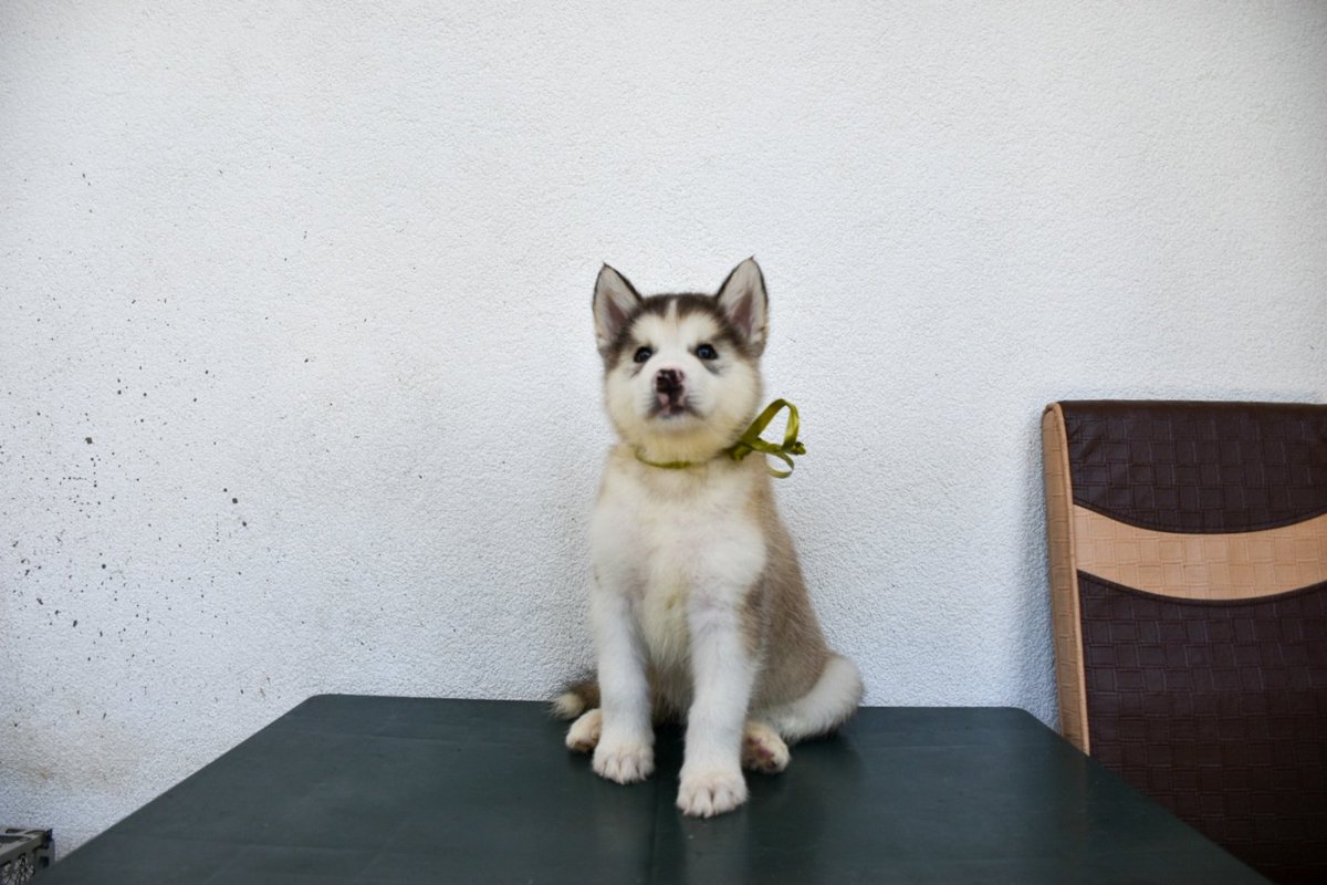 🐾🐶 Прекрасни кученца од расата Маламут го бараат својот дом! 🐶🐾
Дали сте подготвени да понесете радост во вашиот живот? Ако одговорот е да, за вас ги имаме најшармантните маламутчиња! 🏡❤️
🌟 Раса: Алјаски Маламут
📍 Локација: Охрид
💰 Пол: Женки
Контакт: инбокс
РТ!