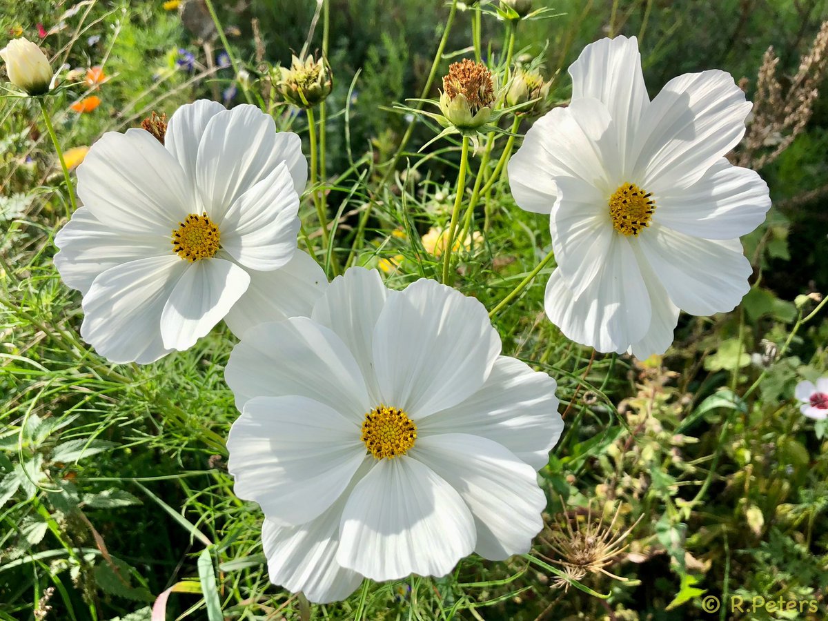 🇺🇦🕊️ Moin alle miteinander! Ich wünsche Euch einen schönen und möglichst sonnigen Donnerstag, bleibt achtsam und passt auf Euch auf. ☀️☕️☕️🍀