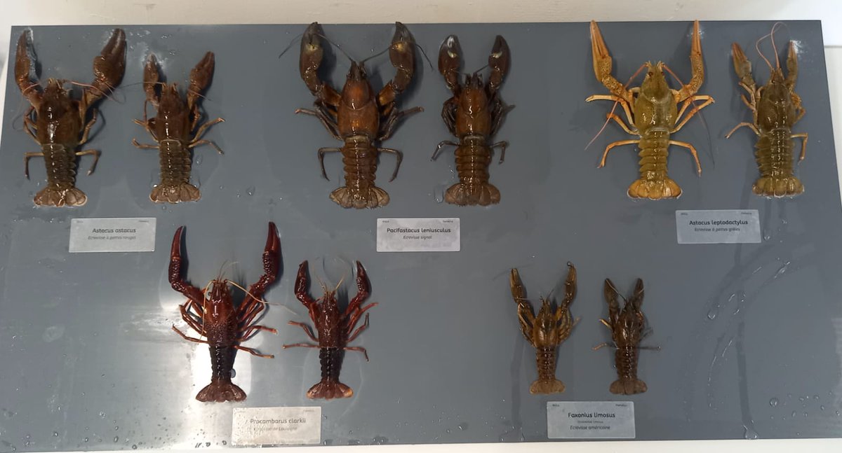 🌟 A huge thanks to all the participants who joined our training sessions on best management practices for invasive alien #crayfish. A special thanks to the @Secretariat_IAS for making such as nice presentation on biosecurity!🙌 More sessions are in the pipeline for 2024 🤩🦞🌱