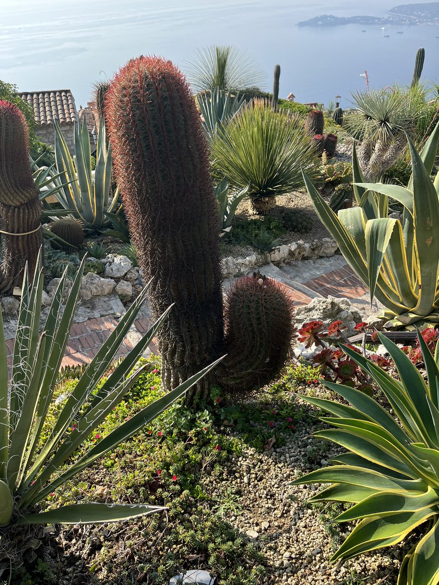 ryanmauckmd's tweet photo. Everything reminds me of work. 🌵#urolife #chateaueza #vacay @themilesgenie https://t.co/lVlXi2dSPu