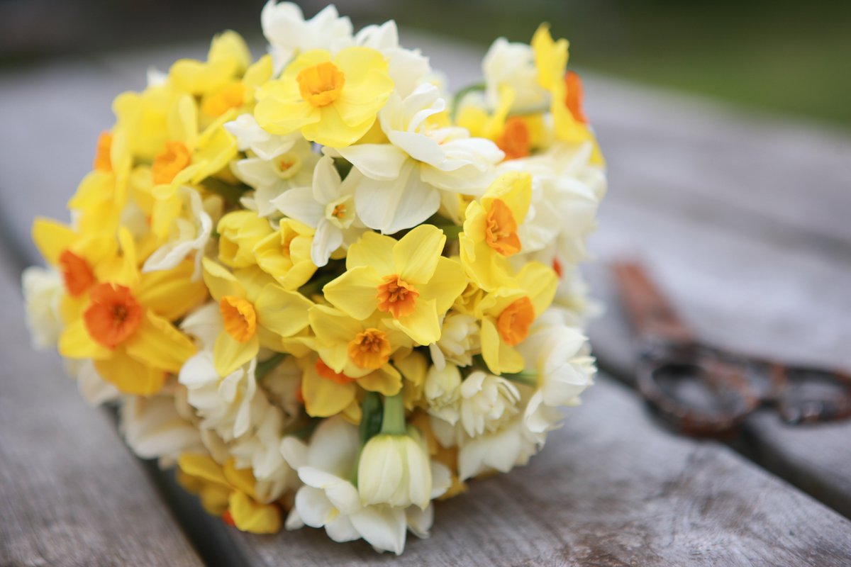 It won't be long before our belladonna season ends and the narcissi season begins in earnest.  Order the belladonnas to send now, or pre-order the narcissi for delivery later this month.

#britishflowersbypost #islesofscilly #scentedflowers #narcissi #belladonnalilies