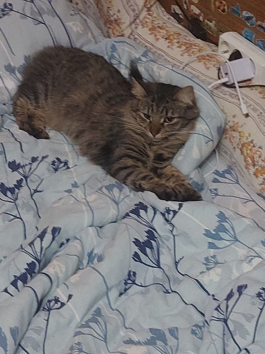 Недавно я искала донора крови коту Чичикову

Сейчас донора удалось найти и основной кризис миновал. Но котик все еще находится в стабильно тяжелом состоянии. Необходимые затраты на его лечение сейчас - 90к

+79219847818 - номер, на счет которого можно перевести помощь Чичикову🤲