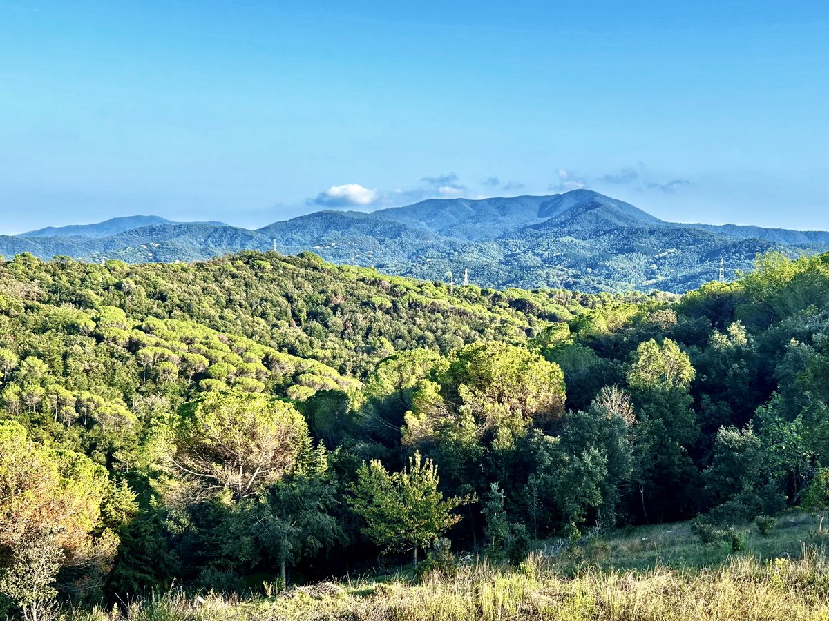 delriomiquel's tweet photo. 🏞️ El Montnegre
@meteocat @alexmegapc @btveltemps @AEMET_Cat @eltempsTV3 #eltempstv3 @TomasMolinaB @meteorac1 @ARAmeteo @SoniaPapell @ElTiempo_tve @ElTiempoA3 @MeteoMauri @eloicordomi @SergiLoras @ElTiempoes @tiempobrasero @gemmapuigf @P4Estacions @XFreixes @MeteoredES #celras https://t.co/YULilve0NR