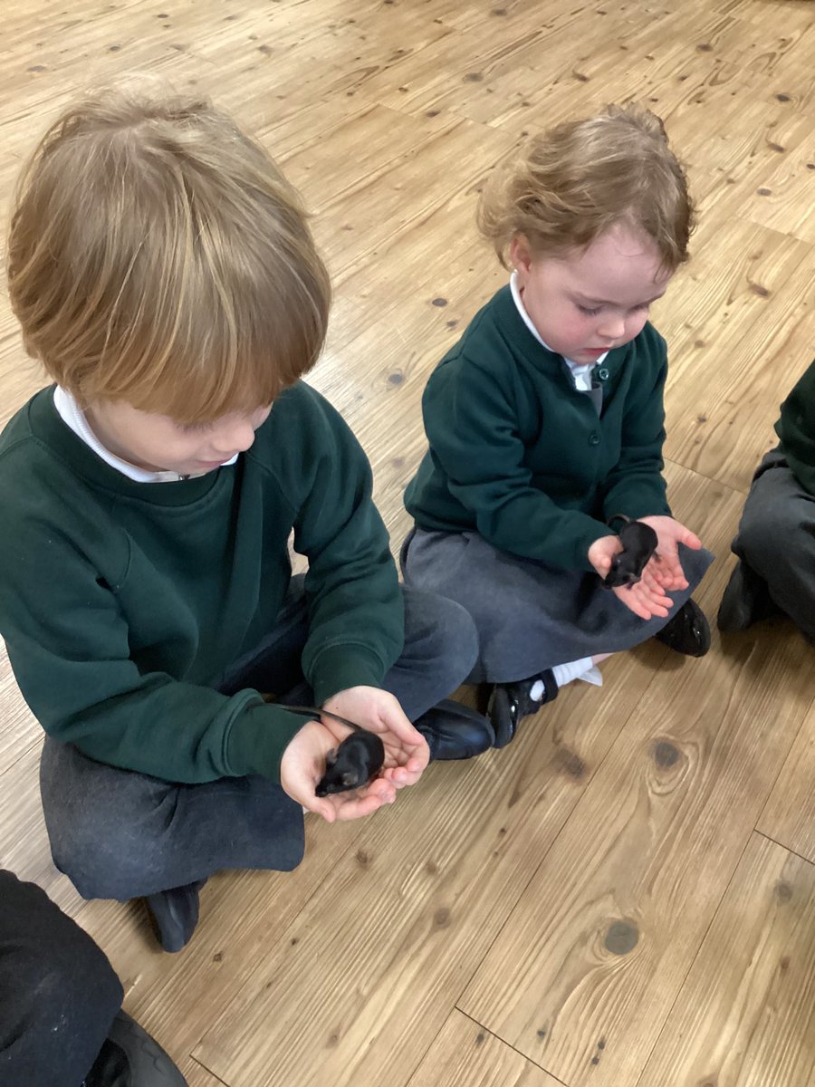 Brackenwood_Inf's tweet image. F2R loved their workshop with Animals Take Over! yesterday morning. We were so impressed with their gentleness and bravery when handling the animals. Well done F2R and thank you @AnimalsTakeOver 🐀🦔🦉