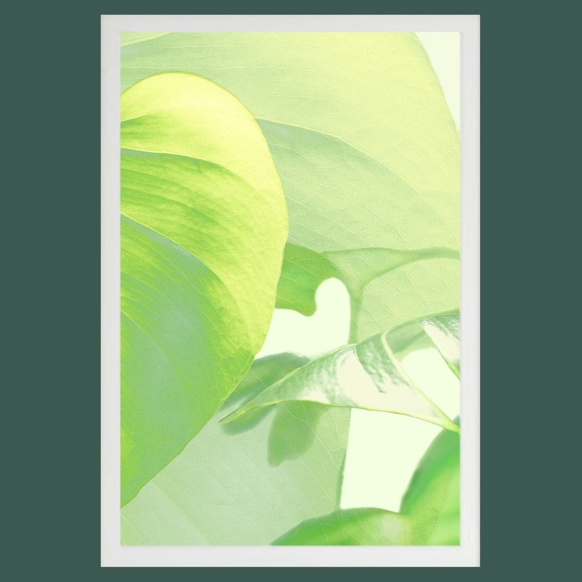 These 3 art photographs feature my own Monstera plant at home, that was captured during the pandemic in 2020. As we navigate our way out of this unprecedented period, let us cherish the lessons learned and hope for a brighter future.