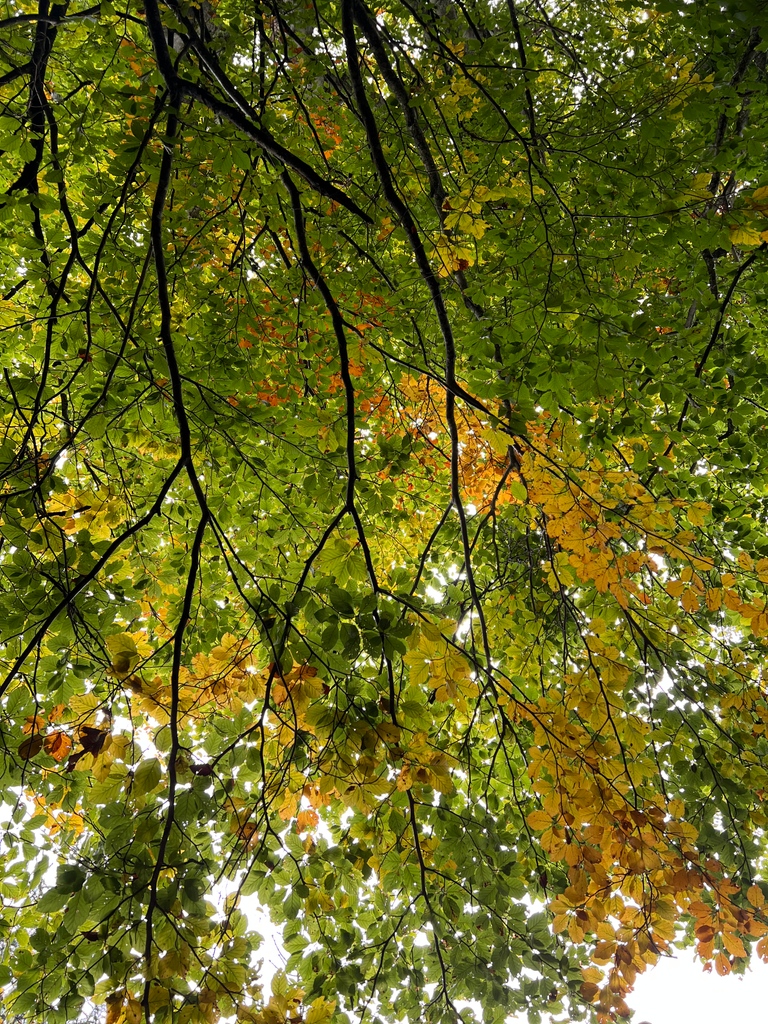 Bunte Blätter beim Herbstspaziergang in Finkenberg 🤗🧡🍂
#tuxfinkenberg #lovetux #stammgast