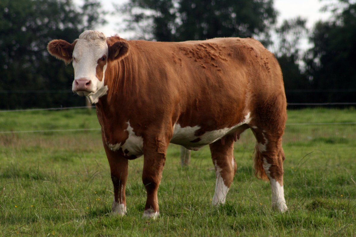 GarrettBehan1's tweet photo. Belated Happy Birthday to our oldest and boldest cow on the farm, Temptress Posh who turned 17 on Monday! She's a maternal and paternal grandam to many of the top breeders on the farm.  May she stay laying eggs and breathing fire for many more years to come! https://t.co/tNwJbHUM2u