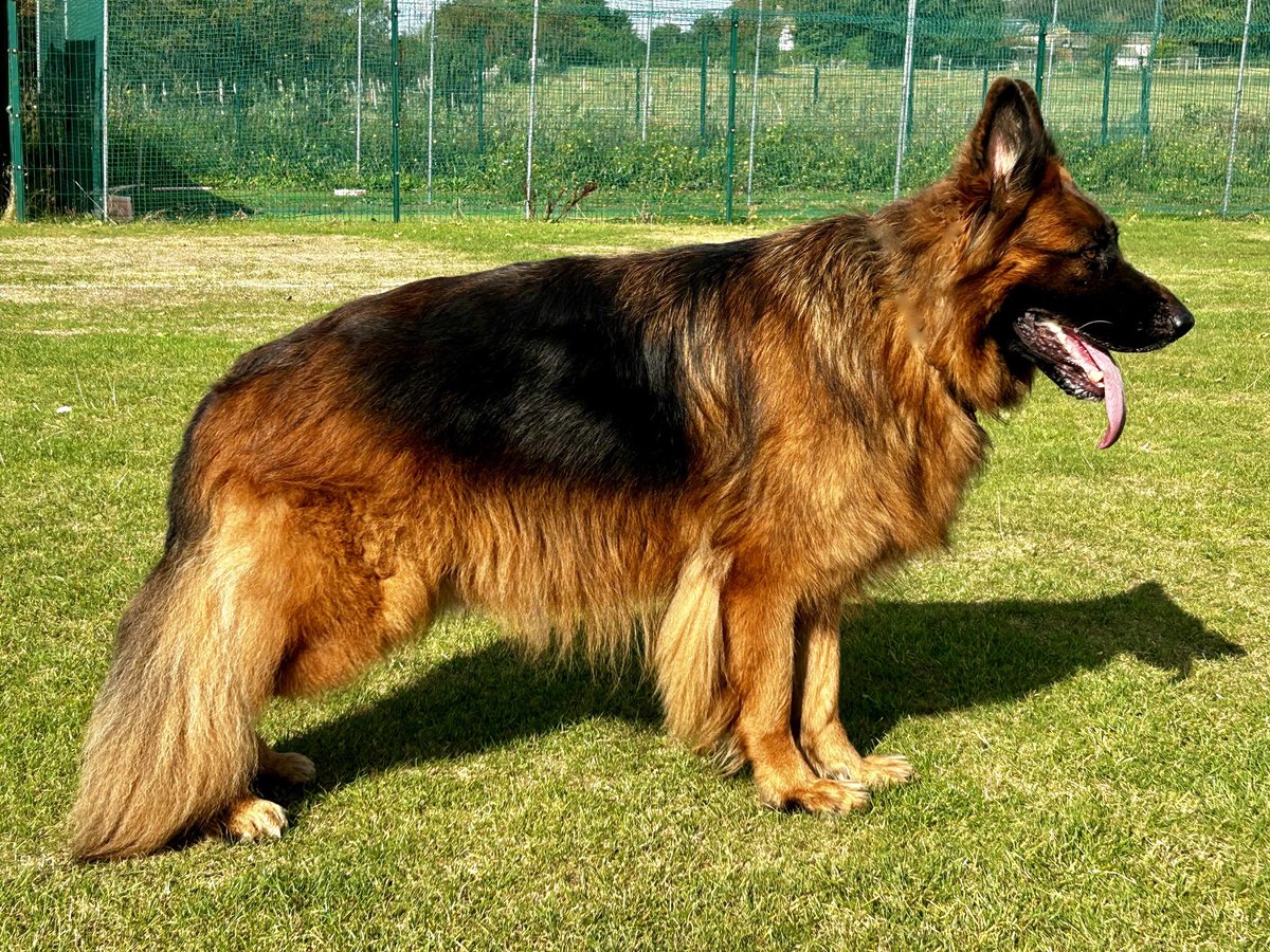 RayBates57's tweet photo. The third of four chats to the (60) little ones at school on how their #Readingdogs are fed, trained and cared for so they can come into school and help with a variety of needs as well as the Reading. 
#Autism #Speechdelay #Therapydogs #Germanshepherds https://t.co/2FG5GUBNEy
