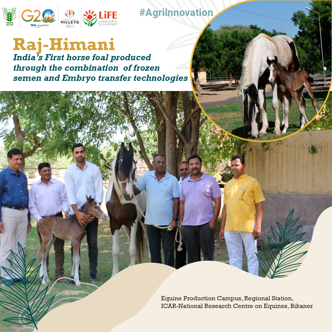 Raj-Himani: India’s First horse foal produced through the combination of frozen semen and Embryo transfer technologies #ICAR #agriinnovation
<a href="/PMOIndia/">PMO India</a> <a href="/nstomar/">Narendra Singh Tomar</a> <a href="/KailashBaytu/">Kailash Choudhary</a> <a href="/AgriGoI/">Agriculture INDIA</a>
<a href="/ShobhaBJP/">Shobha Karandlaje</a> <a href="/mygovindia/">MyGovIndia</a> <a href="/PIB_India/">PIB India</a> <a href="/Dept_of_AHD/">Dept of Animal Husbandry & Dairying, Min of FAH&D</a>