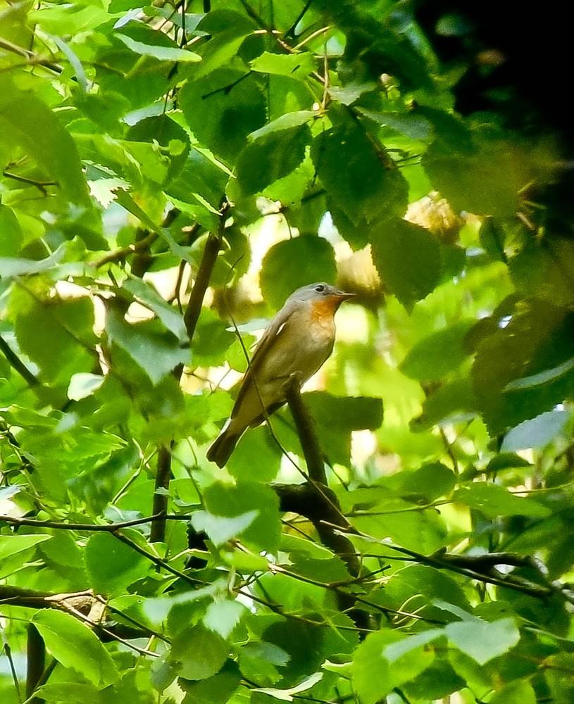 #BirdsSeenIn2023

A rare #Kleine_Vliegenvanger  #Ficedula_parva #Red_breasted_Flycatcher in the #Netherlands .

Photographed by a good friend of mine: Pieter Doorn.

<a href="/Britnatureguide/">The British Nature Guide</a>