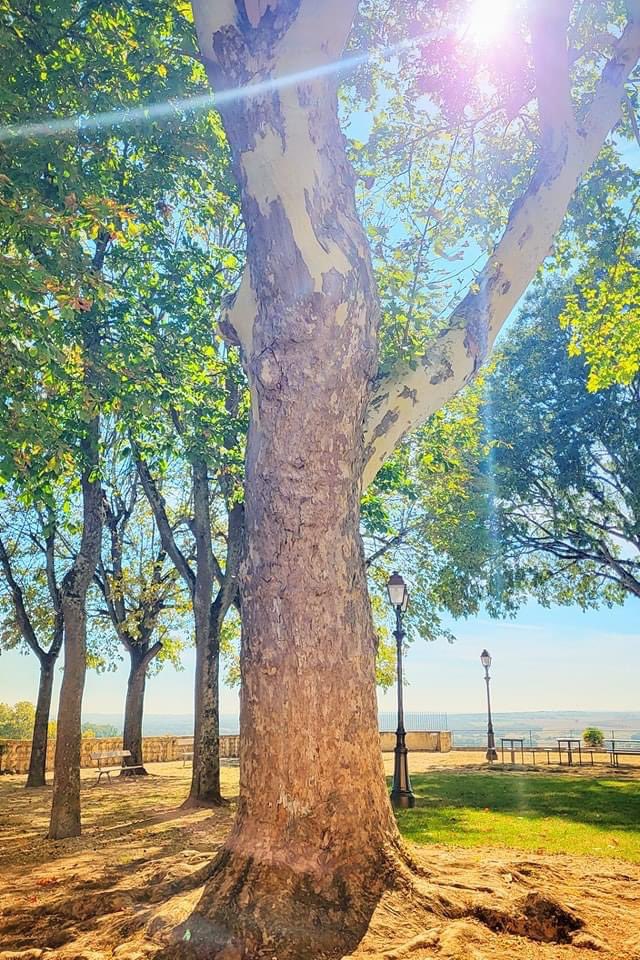 #JeudiPhoto | L'arbre qui aura vu jouer autour de lui des générations de petits lectourois