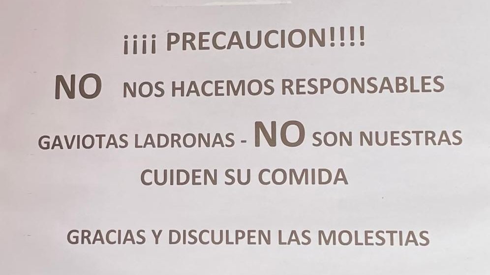 ¡Mucho cuidado con las gaviotas ladronas! 😆
