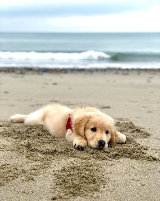 Animal_fanlover's tweet photo. So cute https://t.co/ds1kOkbZlI