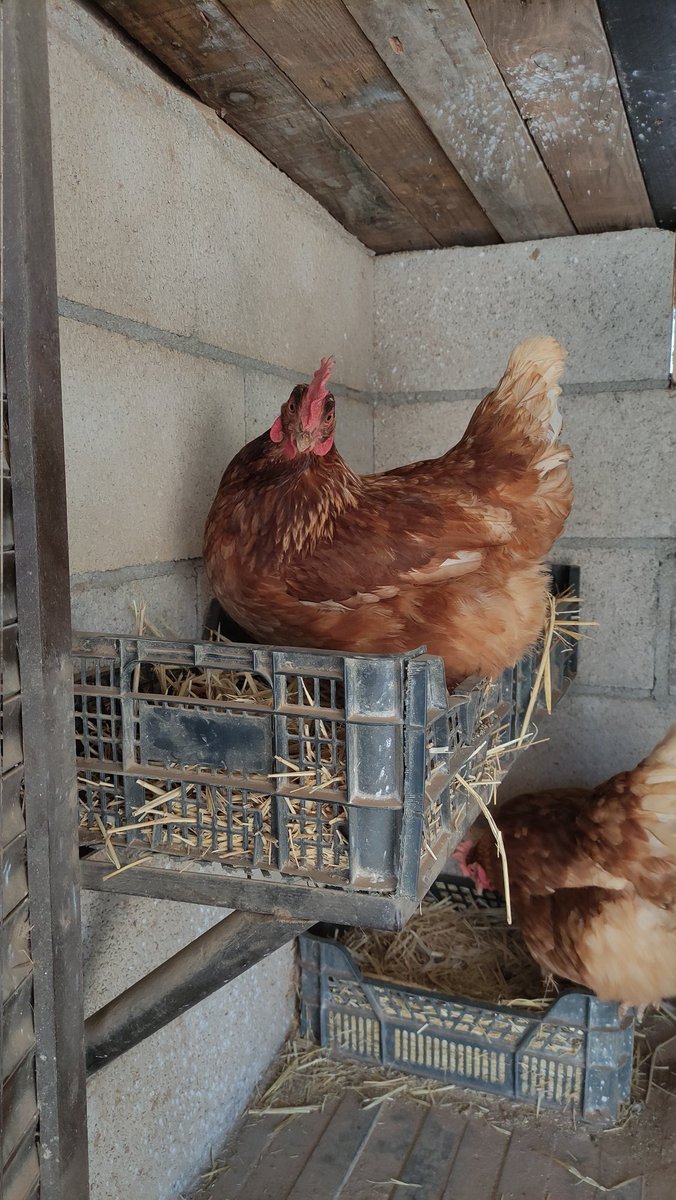 JuanhBomba's tweet photo. Aquí estamos limpiándole las estancias como todos los días a mis chicas que son más marranas que la pelos https://t.co/Nci7yxP5jr