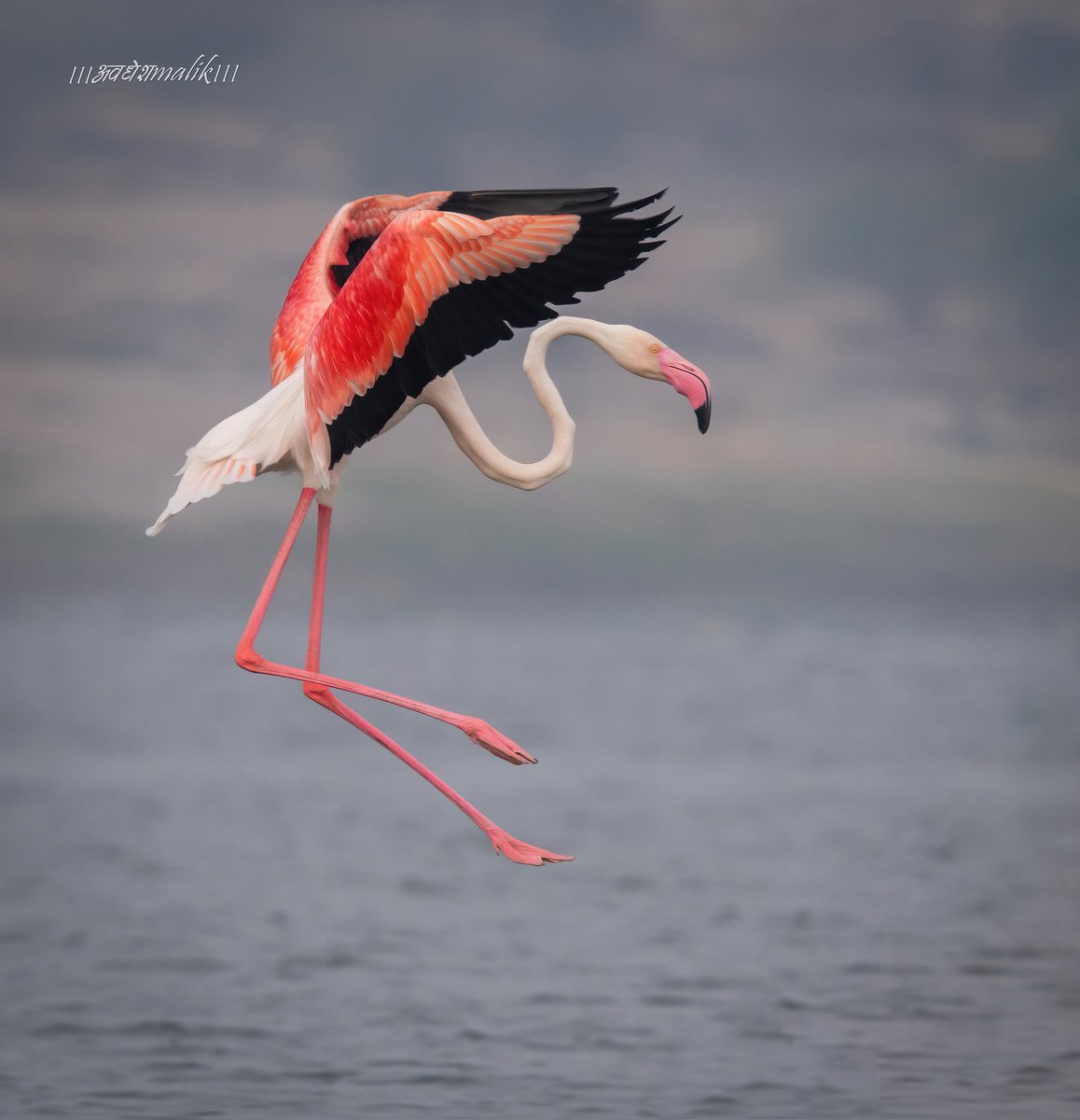 'Landing gear deployed'..
Greater Flamingo ... 
.
.
....
.
.
.
.
...
@IndiAves
#BirdsOfTwitter
#birdwatching 
#birdphotography 
#indianphotography
#picturebook #picoftheday
#nature #lakers #Maharashtra
#naturelovers #wetlands
#birding #rivers #birdsofindia
#IndiWild #IndianBirds
