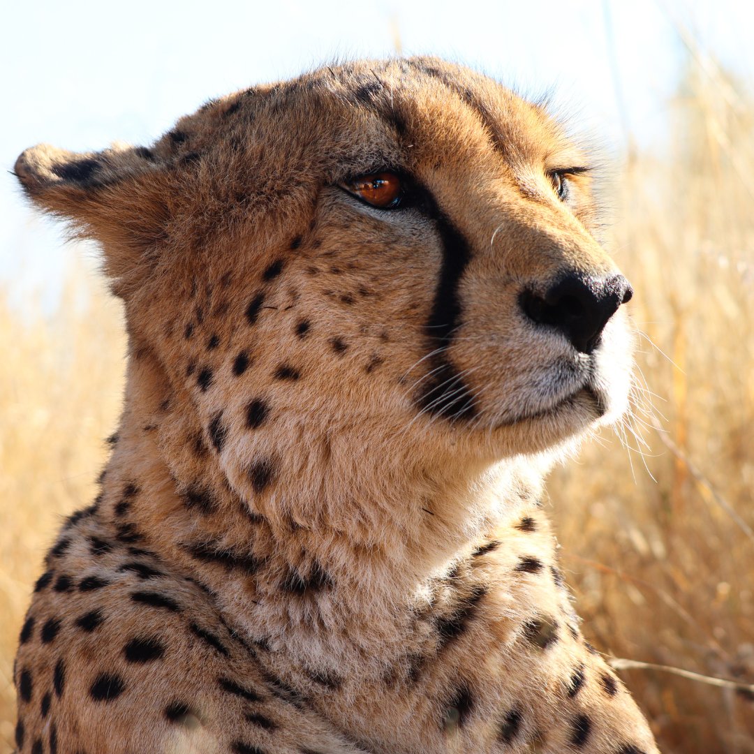 CCFCheetahUK's tweet photo. "Cheetahs are unfortunately facing a huge extinction pressure and I hope to use my photos to spread awareness and knowledge about them.β- @tmhphotogrxphy πΈ
#CheetahConservation #RaceforCheetahs #WildlifeProtection #CharityDonation #Charityforanimals #ConservationFund #CCFUK https://t.co/NbKMZg9ElY