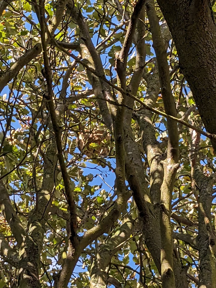 Keep on the look out!👀 We've had two Asian Hornet nests discovered in Yorkshire this year! Please report any suspected sightings with a photograph via the Asian hornet app or online. For more details on identification and reporting please visit nonnativespecies.org/non-native-spe….