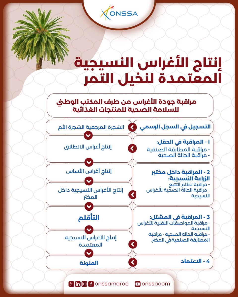 onssamaroc's tweet photo. تتم مراقبة الأغراس النسيجية المعتمدة لنخيل التمر طبقا لمقتضيات النظام التقني المعمول به. و تتم الزراعة النسيجية من قبل مختبرات معتمدة من طرف أونسا.
#ONSSA #MAROC #SiDattes #Erfoud https://t.co/TFaVMpk6rU