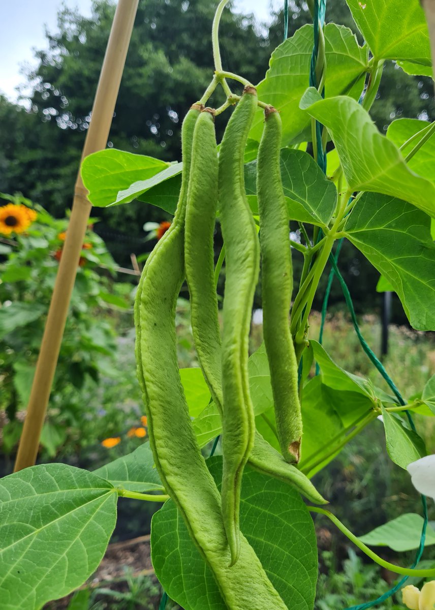 Visit the Urban Farm on Fri 6th Oct, 1-3pm. Meet the team, explore the poly tunnels & grab yourself some freshly picked vegetables & herbs. #Oldham Cash or card accepted & free parking. We hope to see you there!