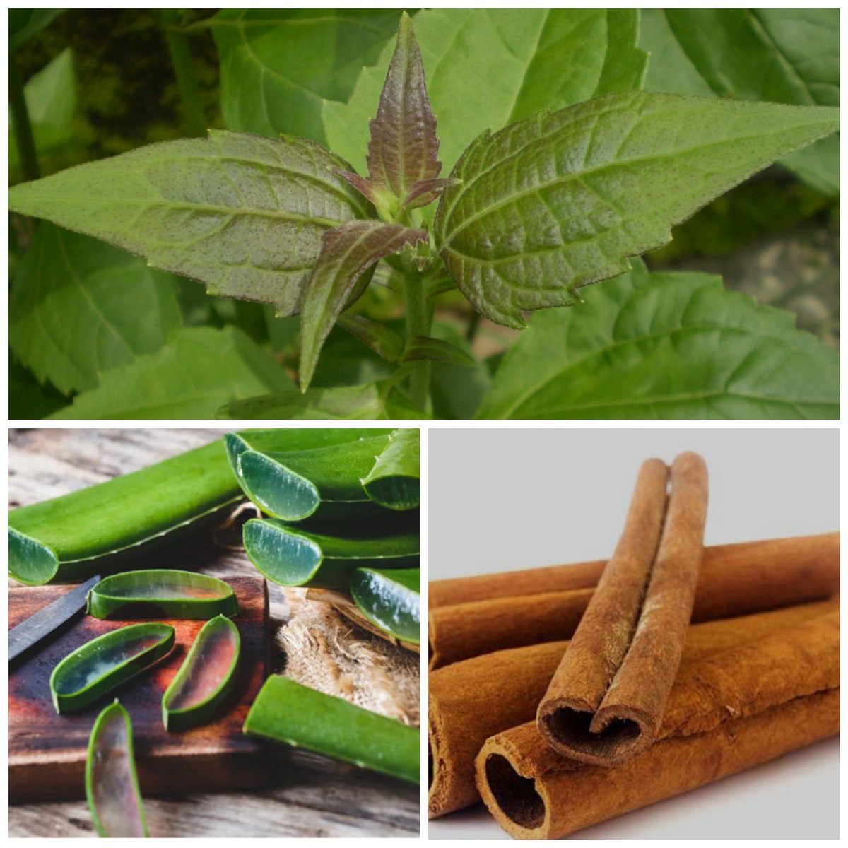 HOW TO MANAGE DIABETES OF ANY TYPE

Boil Chromolaena  odorata leaves(ewe akintola), Aloe vera and Cinnamon with water. Drink a glass cup of it thrice a day for a month. Then goto hospital for test. You will rejoice by the outcome result.

Abati , Atiku, Arise TV, supreme court
