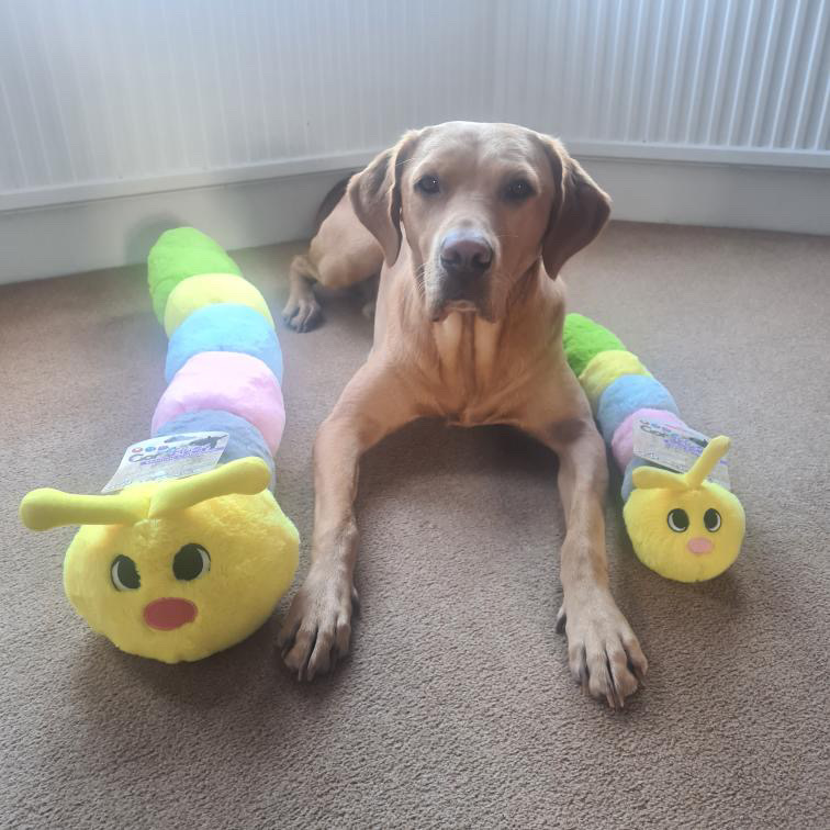 GorPets's tweet image. Double trouble! 🐕 Dougie is hanging out with his mommy caterpillar and the tiniest baby caterpillar you've ever seen! 🐛👶 #FamilyTime #PetLove #GorPets 🐾#dogs #dogsofinstagram #dog #dogstagram #puppy #doglover #dogoftheday #instadog #doglovers #doglife #pets #love #puppylove