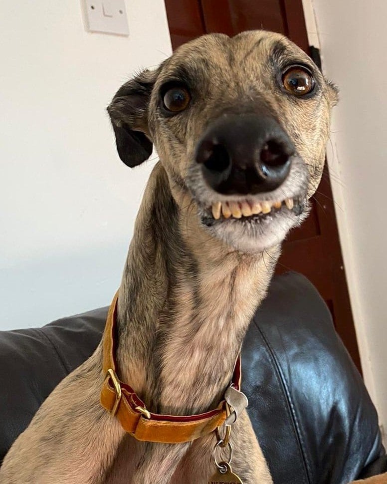 It's #NationalSmileDay, need we say any more? ☺️
Let's see if your dogs can beat gorgeous Robyn in the smile stakes?!