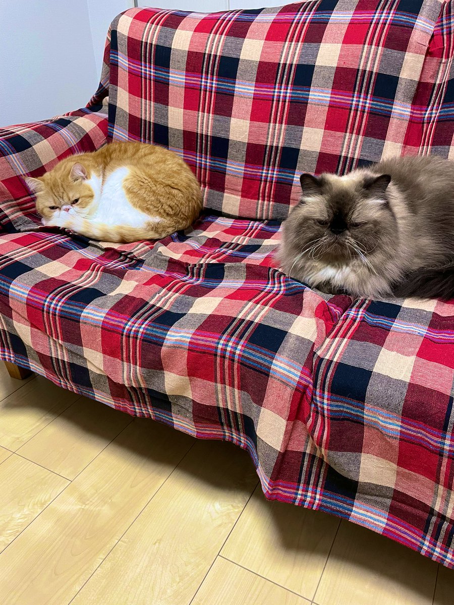 yousuke_8710's tweet photo. こんばんは☆
最近肌寒くなったせいか、ねこ達がいつもより近くに来てくれる気がします😸
#猫好きさんと繋がりがりたい #猫好き https://t.co/dcBjHkuNp7