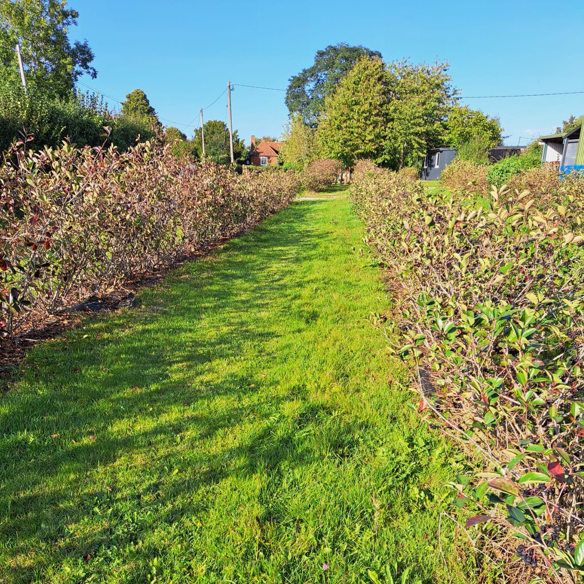 Here in Kent we have been enjoying some beautiful weather at the start of Autumn 🍂

With a successful harvest completed Andew has been busy juicing ready for your orders! 

#Aroniaberry #guthealth