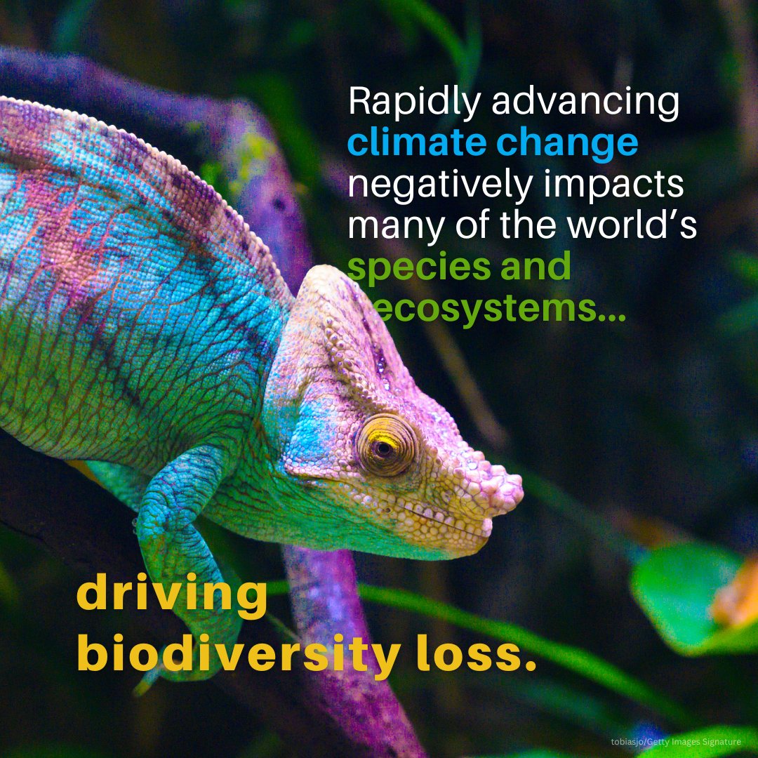 UNEP's tweet photo. Climate change and biodiversity loss are twin crises that should be tackled together. Conserving, managing, and restoring ecosystems are key to success #ForNature.