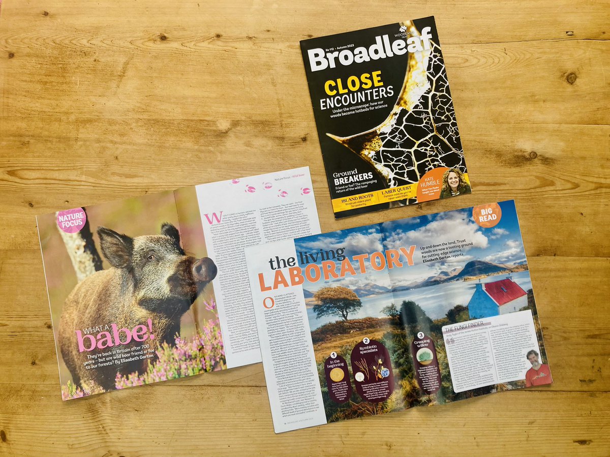 CrumpElisabeth's tweet photo. The air is crisp 🍁 there’s a crunch underfoot 🍂 &amp; a new issue of #Broadleaf is sitting pretty on the coffee tables of @WoodlandTrust members UK-wide🌳. Find out if wild boar are friend or foe to our forests &amp; get geeky with our science special!🤓 Blog👉https://t.co/O4MDFC4hph https://t.co/4VZAX2qOaV