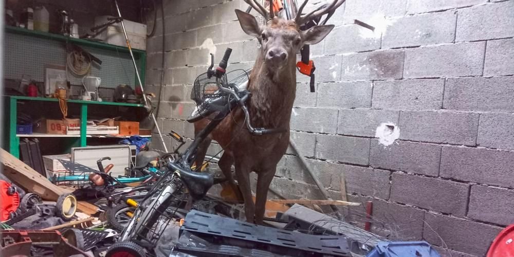 Je vous présente Robert, employé de maintenance appelé le Cerf à rien par ses collègues