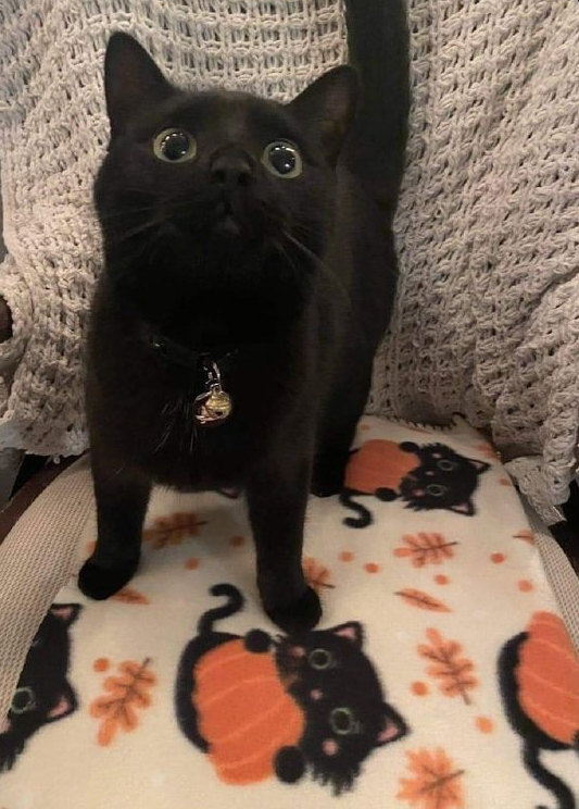 DontShowYourCat's tweet image. her favorite blanket