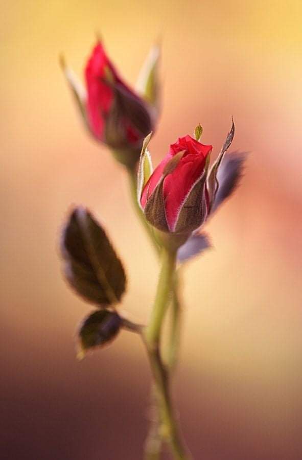 Dedim ki; üstadım insanlar neden vefasız..
Güldü ve dediki;
Rabb'ine ve peygamberine nankörlük edenlerin..
Sana bonkörlük etmesini bekleme..