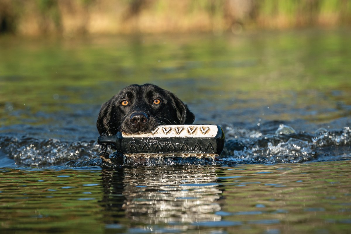 Bird season is right around the corner for most of us! We are here to make sure you have your bird dog geared up and ready to go! 👇 wildfowlmag.com/listing/gear-f…