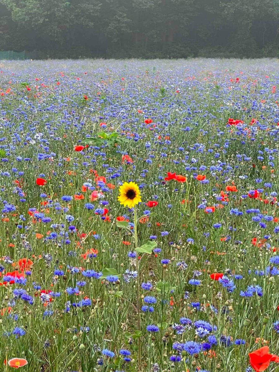 Be a sunflower in a field of wildflowers 🌻