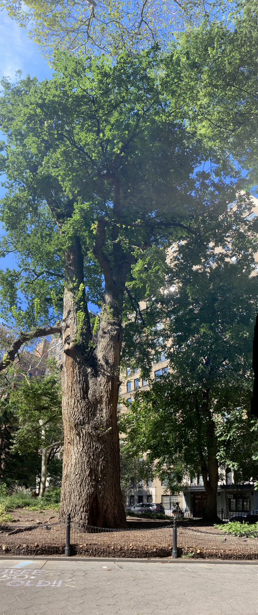 WSPEcoProjects's tweet photo. The #GreatTree in #WashingtonSquarePark. (Click photo to view entire height.)
Will you nominate a tree in your neighborhood for this honor?
https://t.co/JBcm2vxlqi https://t.co/MTdRIlQZPu