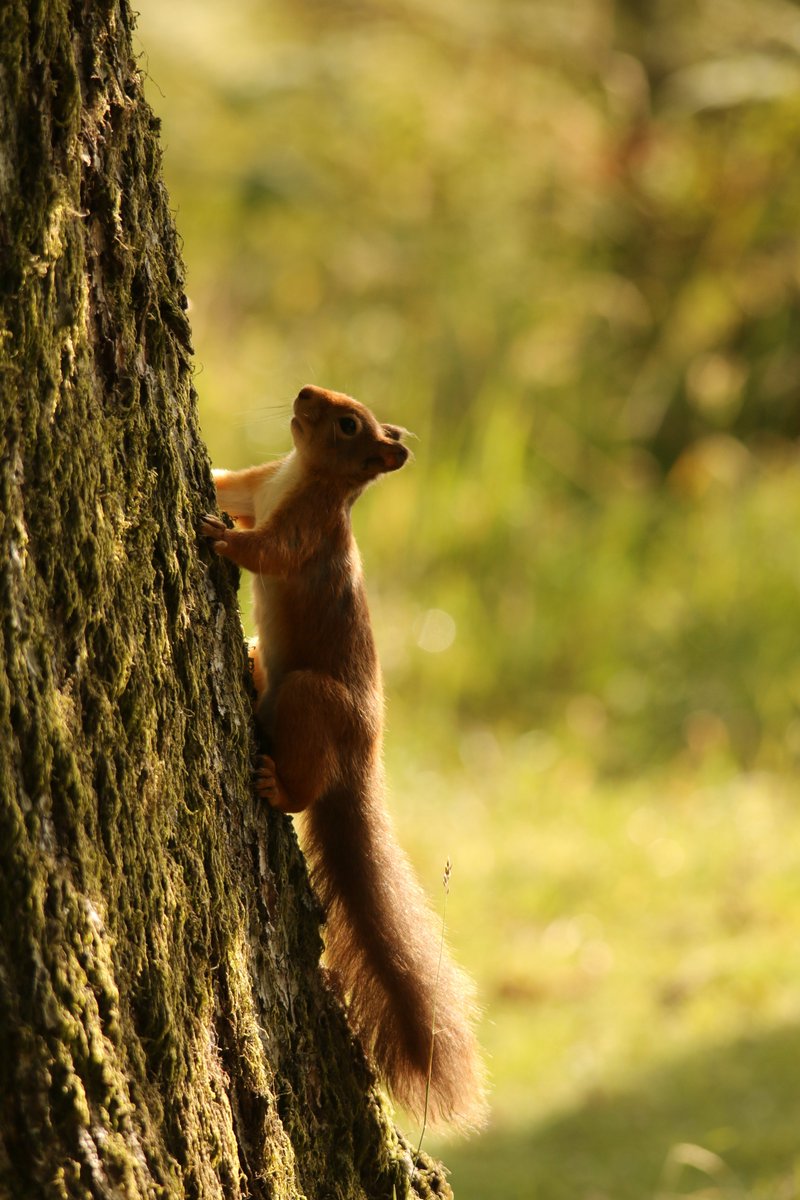 A reminder that you can help conserve our red squirrels by reporting your squirrel sightings, red or grey, via our website: rsne.org/report-sightin… Photo: Katy Barke #RedSquirrelAwarenessWeek
