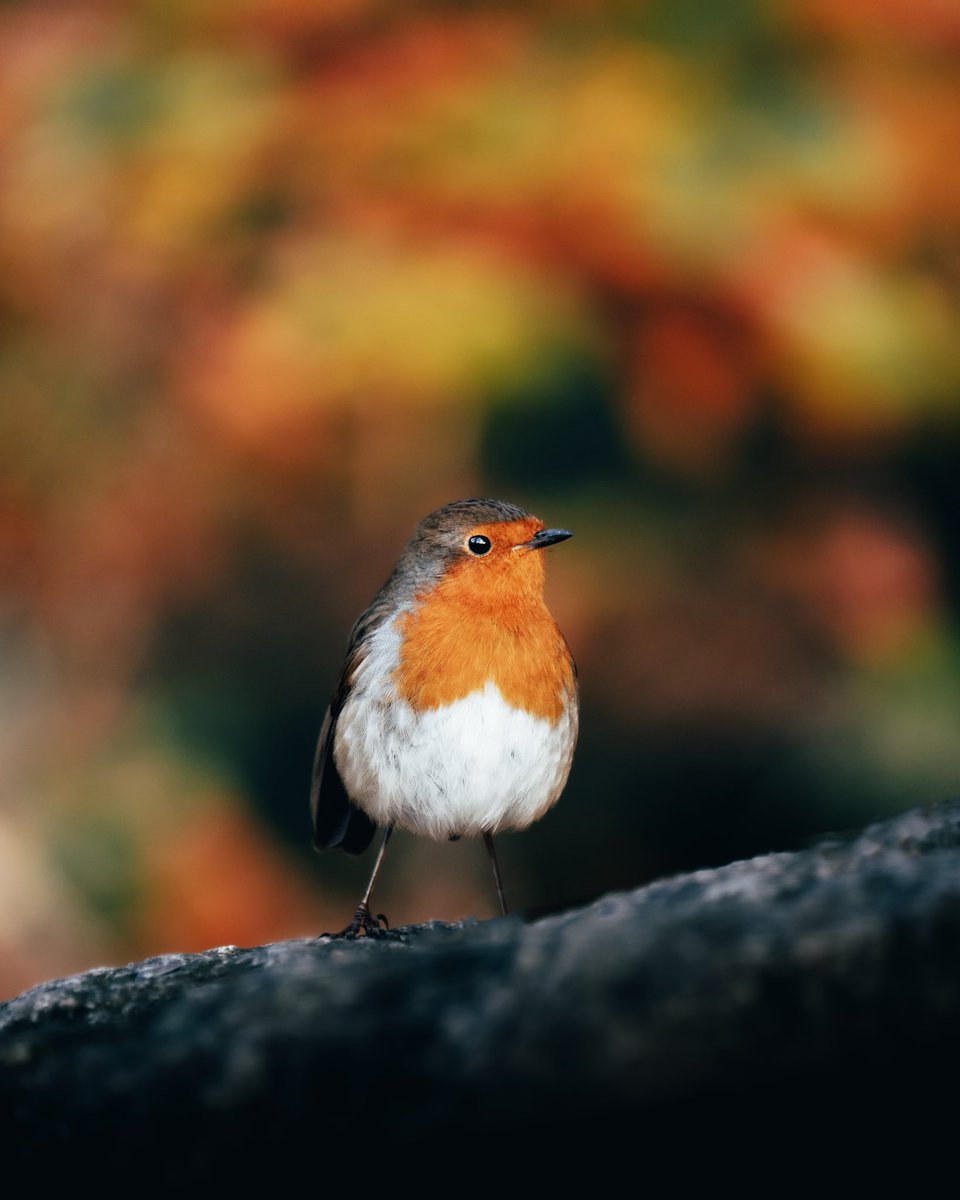 Stover Country Park | South Devon🍁

#devon #southdevon #uk #robin #birds #wildlife #nature #autumn #autumn2023 #fujifilm #visitdevon