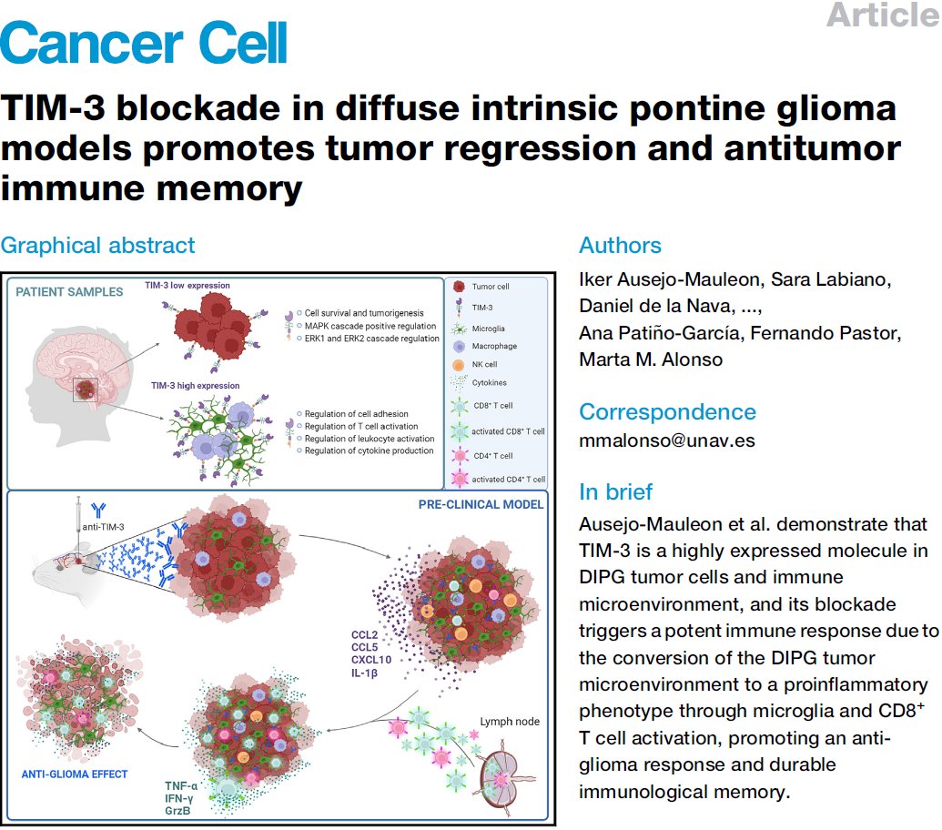 Advanced Therapies for Pediatric Solid Tumors Lab (@alonso_lab) on Twitter photo We are pleased to share our work revealing the efficacy of TIM-3 blockade as a therapeutic approach to diffuse intrinsic pontine gliomas (#DIPG) published today in <a href="/Cancer_Cell/">Cancer Cell</a>! A thread below by our talented first author <a href="/IkerAusejo/">Iker Ausejo</a> (1/14). Link here! lc.cx/YbGkkd We are pleased to share our work revealing the efficacy of TIM-3 blockade as a therapeutic approach to diffuse intrinsic pontine gliomas (#DIPG) published today in <a href="/Cancer_Cell/">Cancer Cell</a>! A thread below by our talented first author <a href="/IkerAusejo/">Iker Ausejo</a> (1/14). Link here! lc.cx/YbGkkd