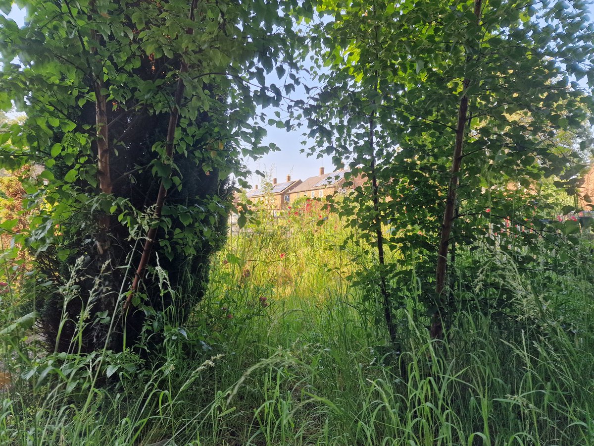 Natalie24914765's tweet image. My front garden.
#EcosystemsSOS
#Saveourpollinators
#RewildingBritain
#ActNow 
#ASACERT
#SDGs
Team member &amp;amp; Global ⭕️ Citizen, amongst hundreds of other memberships