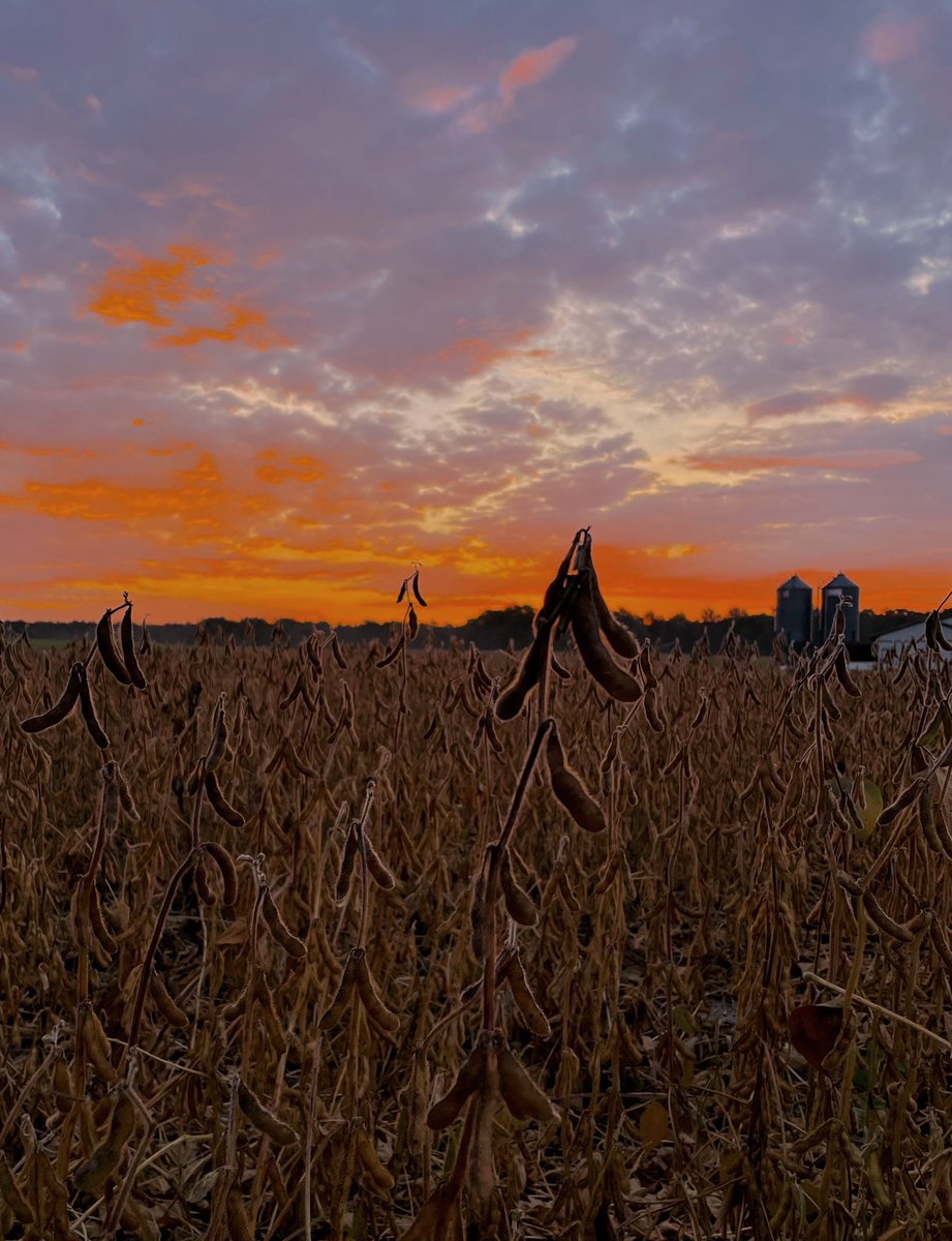 mara_cutting's tweet photo. Favourite time of year 😁 #OntAg #Soybeans2023 #WomenInAg #CanadianAg https://t.co/xbmUel3v1P
