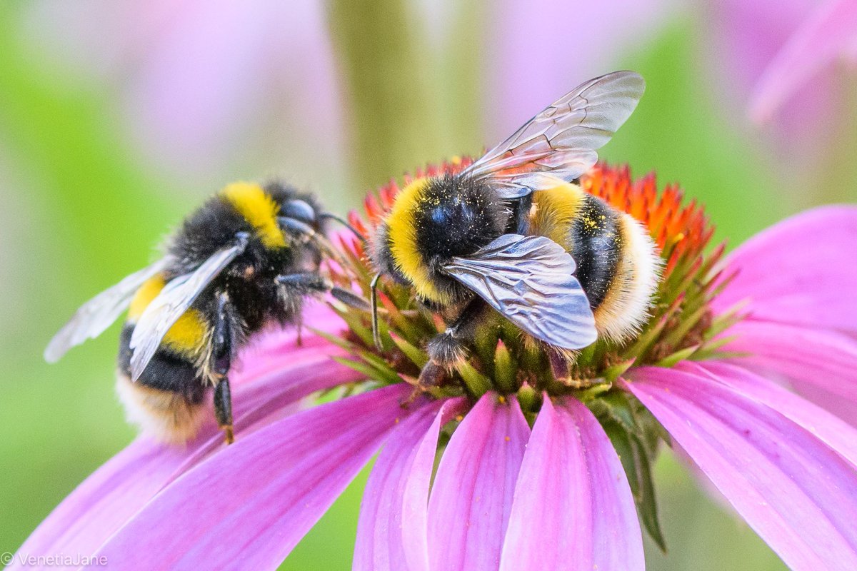 “As the nectary of the bee changes flower-dust to honey, or like the liquid that transmutes lead to gold, so the poet with his breath lightens, inflates, and colours words.” -Joseph Joubert (1754-1824). #NationalPoetryDay #nature #SolaceInNature