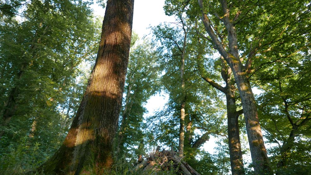 Der Bärletwald, der älteste Eichenwald im Kanton Bern, ist ein Hotspot der Artenvielfalt. Die Vogelwarte und die Gemeinde Brügg engagieren sich in den kommenden 25 Jahren für den Erhalt dieses Waldjuwels mit seinen seltenen Arten: vogelwarte.ch/de/news/ein-el…
#VogelwarteSempach