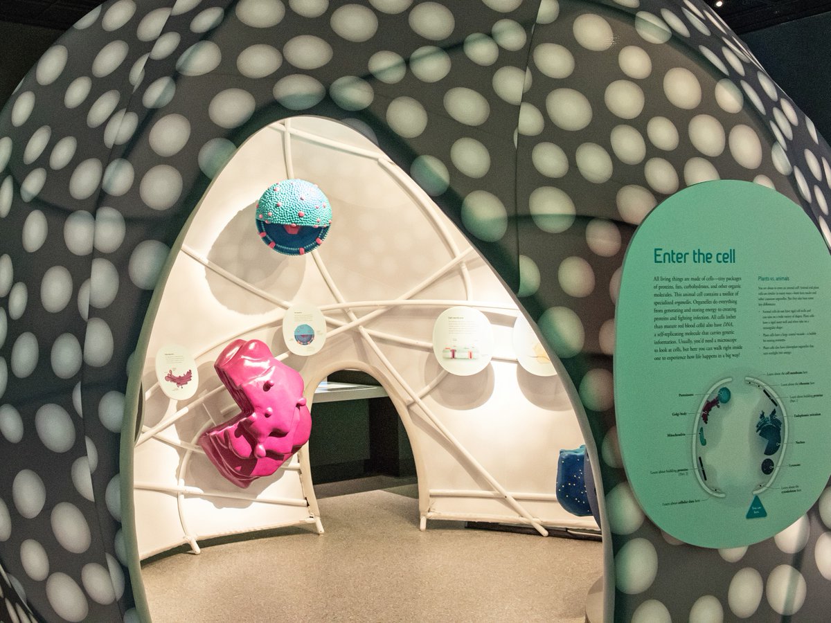 #TBT to the installation of our Under the Microscope Exhibit! Have you walked in to our giant cell yet? 😍 #umich #biology #museums #cellularbiology