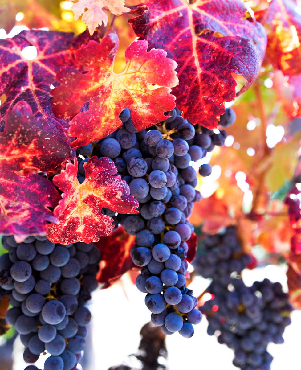 FourPointsNapa's tweet image. Amidst the vibrant red and orange leaves in our Napa Valley vineyards, the crisp air enhances the allure of the season. Witness the splendor of fall and the ripening wine grapes with us.

#FourPointsNapaValley #BeTheFirst #AlphaDeltaPi #ADPiAlumnae #ADPi