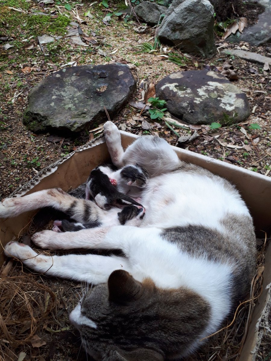 ご近所の猫が赤ちゃん産みました💚生後1日目💛なんて可愛いんでしょう😍
