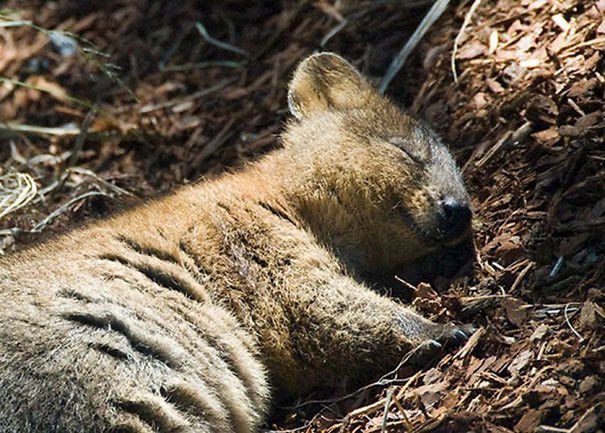 Voici le Quokka, appelé aussi : « l’animal le plus heureux au monde ». Il vit en Australie, semble tout le temps joyeux, est inoffensif et il aime la compagnie des humains.