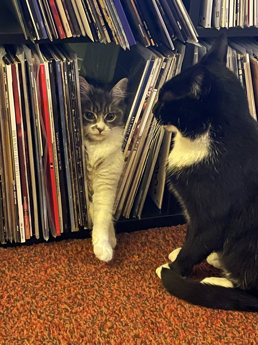 #vinyl #cat